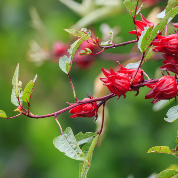 Dry Hibiscus Flower - 75gms - Image 3