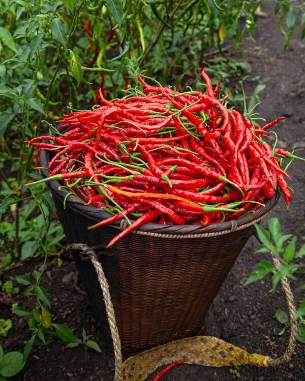 Sirarakhong Hathei Chilli - Image 4