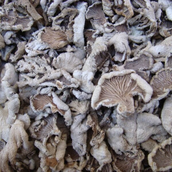 Split Gill Mushroom Dried