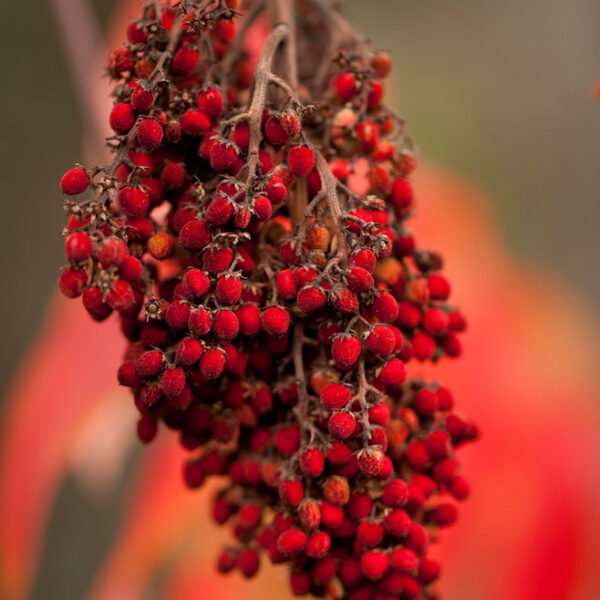 Dried Smooth Wild Sumac - 50gms - Image 3