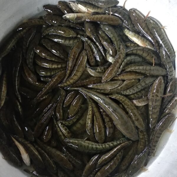 Smoked Lata Fish (Ngamu Leirou) - Image 4