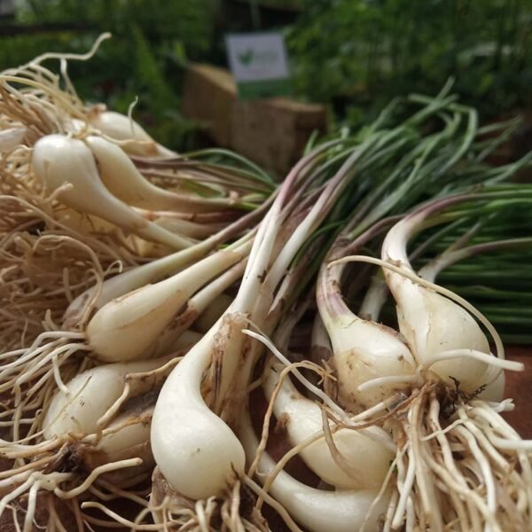 Allium Chinense (Chinese Onion)