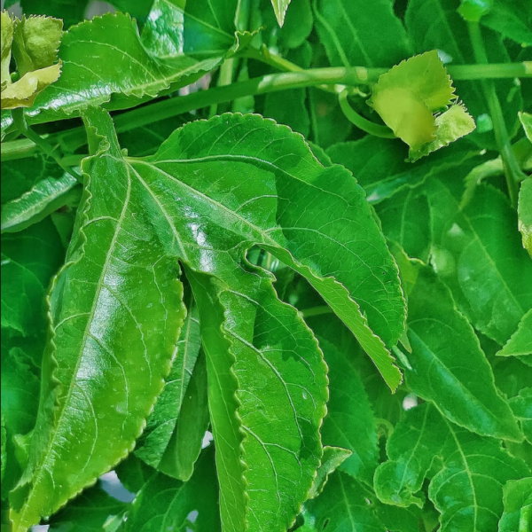 Fresh Passion Fruit Leaves - Image 3