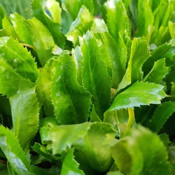 Culantro Leaves (Vietnamese Coriander) - Image 4