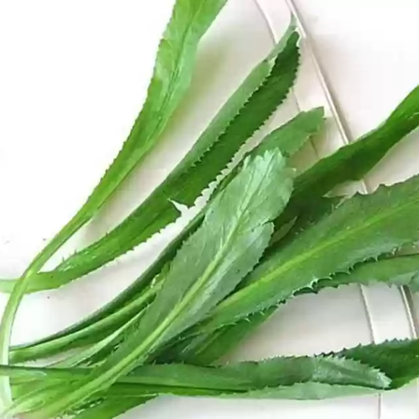 Culantro Leaves (Vietnamese Coriander) - Image 3