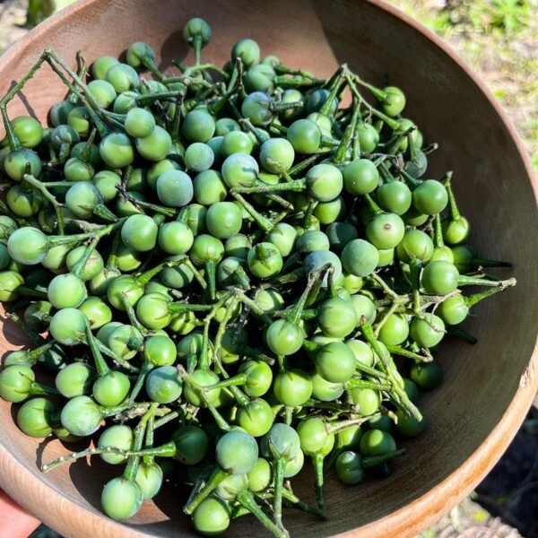 Turkey Berry (Pea Eggplant) Freshly Sourced from Northeast India - Image 3